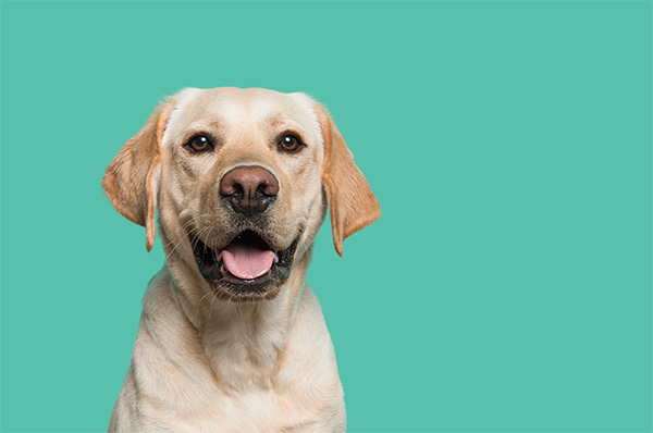 Animal Planet y DOGTV celebran la Semana de la Felicidad Canina