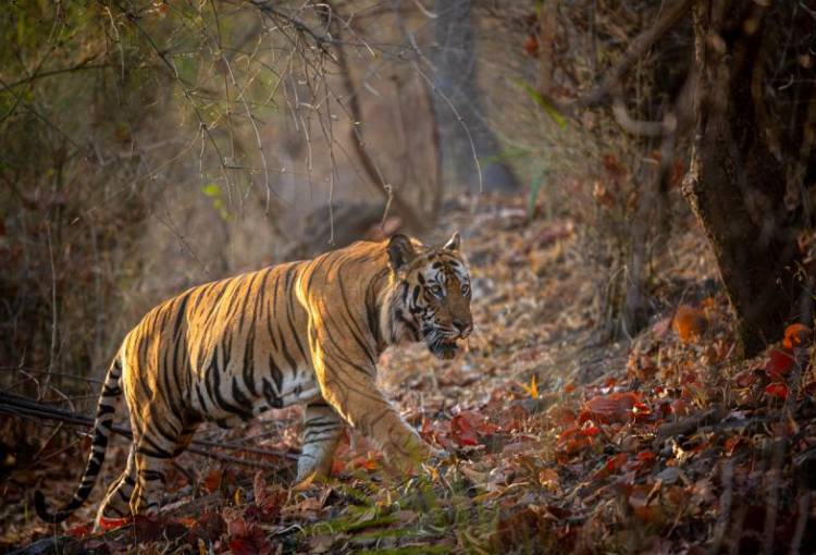 La actriz y cantante Priyanka Chopra Jonas será la narradora de “Tigres”