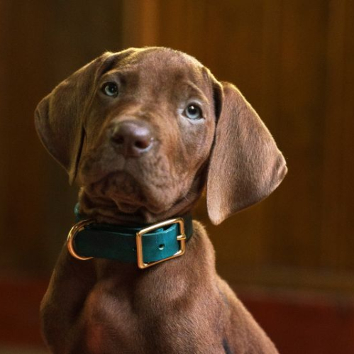 Cachorro café sentado en un interior doméstico con collar verde.