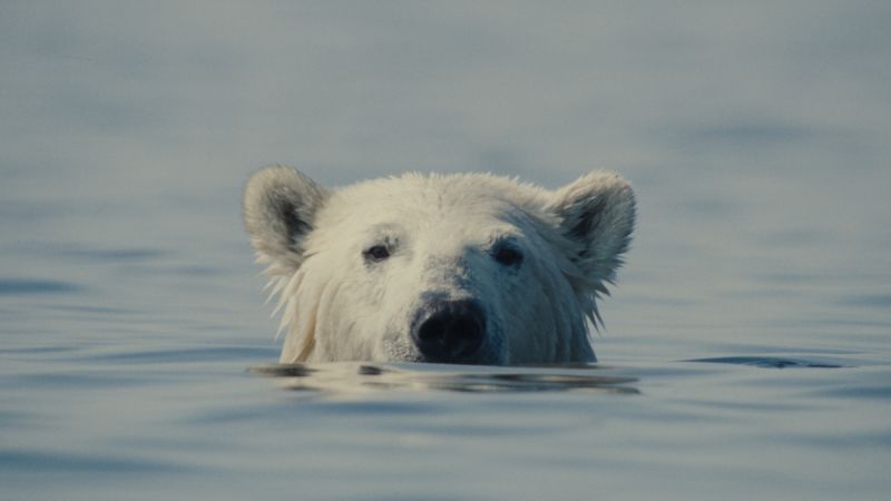 Diseño promocional con un oso polar emergiendo del agua bajo un estilo minimalista.