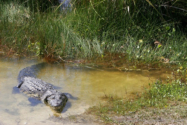 PoluxWeb - Buscan conservar hábitat del cocodrilo del pantano