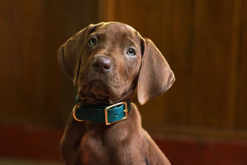  “Scooby-Doo: El origen” presenta a su perro protagonista por primera vez en acción real